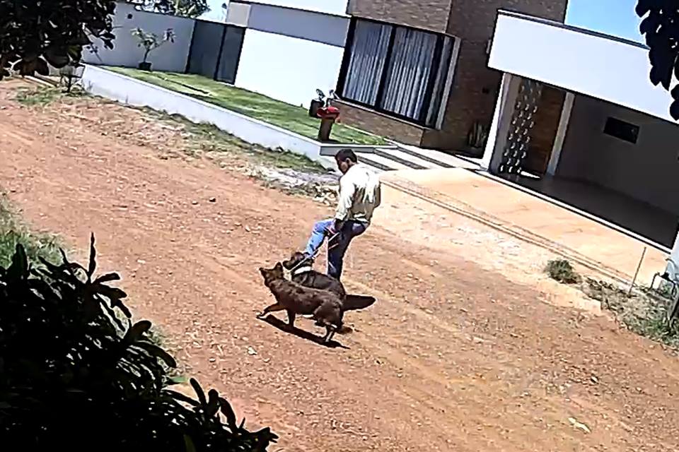 imagem colorida de homem com camisa bege e calça jeans azul andando com dois cachorros e chutando um deles