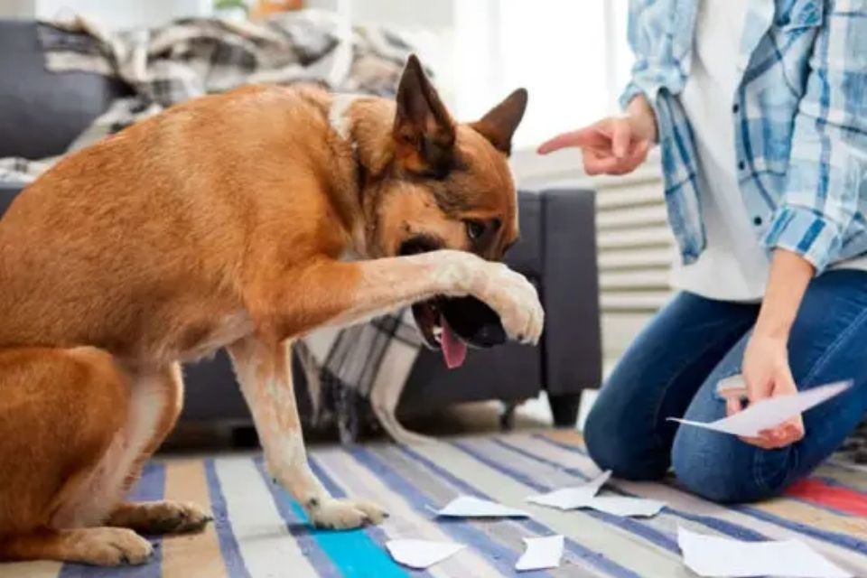 cachorro com a pata na cara na frente do seu tutor