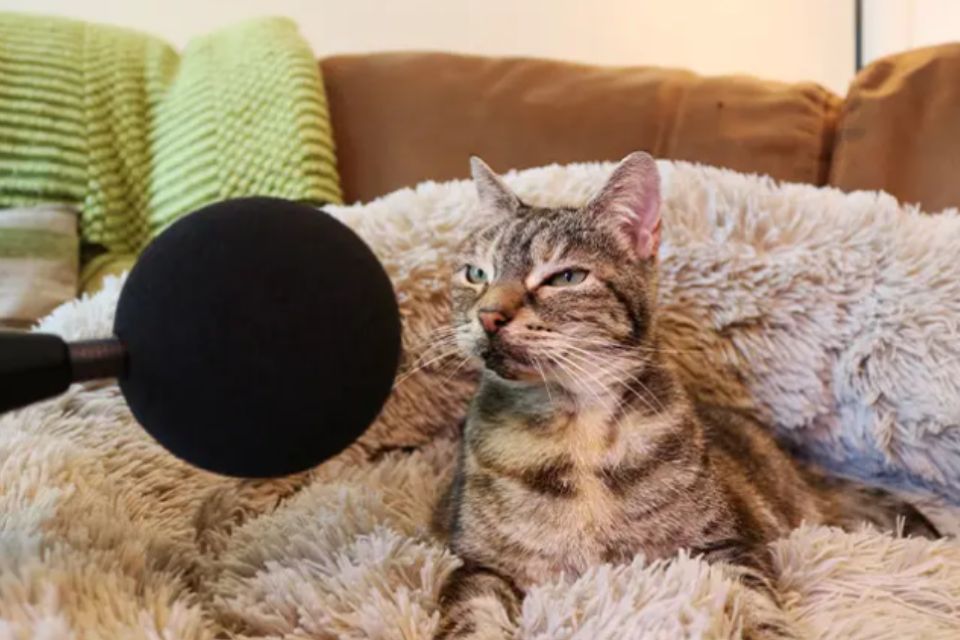 Foto colorida de uma gata com microfone - Metrópoles