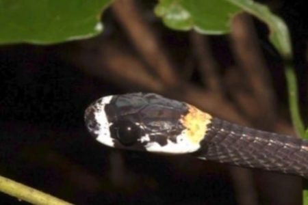 Foto colorida da cobra cantora encontrada na Amazônia - Metrópoles