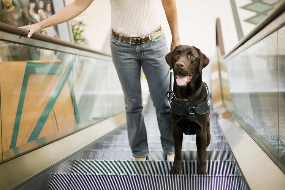 Cachorro no shopping - Metrópoles