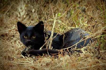 imagem colorida gato palheiro melanico