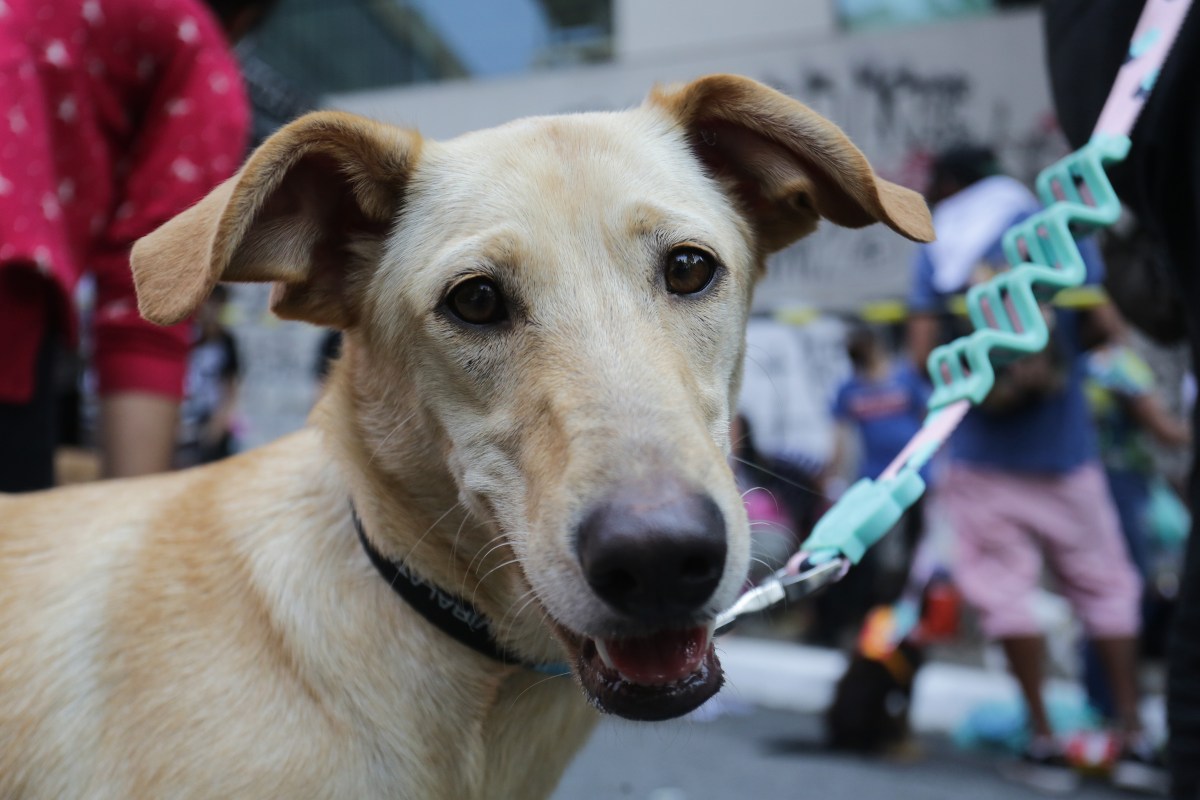 Foto colorida de cachorro - Metrópoles