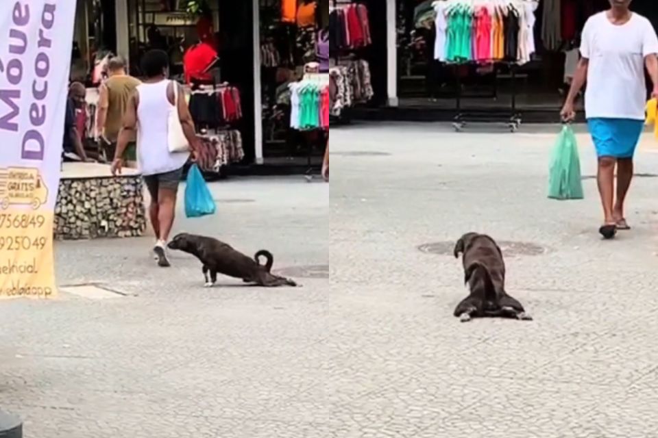 Foto colorida de um cachorro se arrastando pelo chão - Metrópoles