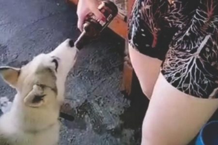 Imagem colorida mostra as pernas e a mão de uma mulher, que segura uma garrafa de cerveja virada para a boca de um cachorro da raça rusky siberiano; a tutora do cão levou multa de R$ 3 mil por maus-tratos a animal doméstico - Metrópoles