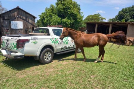 foto colorida de cavalo cuja dona, uma sitiante de Pirapozinho, lhe ofereceu bebida - Metrópoles