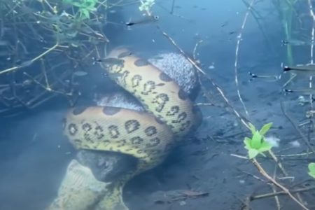 Nas imagens, uma serpente engole uma espécie de porco - Metrópoles