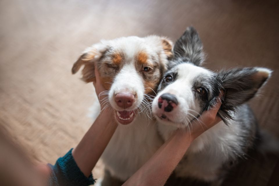 dois cachorros recebendo carinho