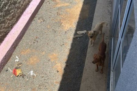 Imagem colorida de cachorros abandonados em um quintal no Entorno do DF- Metrópoles