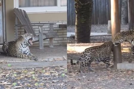 CIDADES Onças-pintadas encantam turistas com visita a hotel no Pantanal