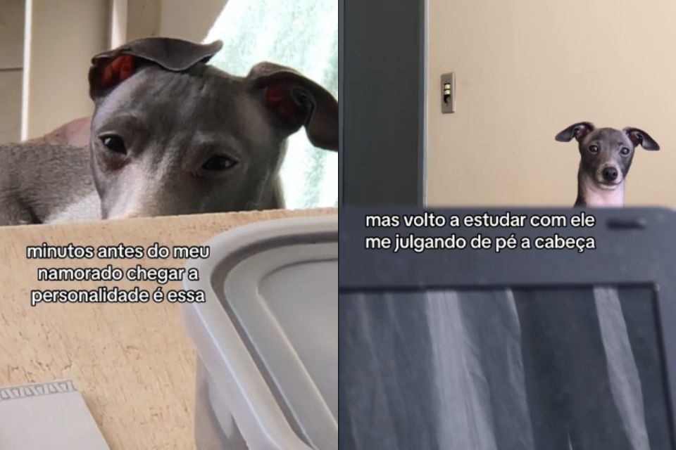 Foto colorida de um cachorro de pelagem cinza - Metrópoles