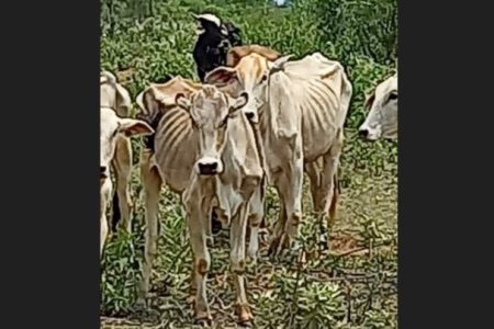 foto colorida de bovinos debilitados encontrados em fazenda de Presidente Epitácio - Metrópoles