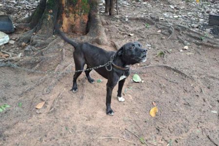 foto colorida de cachorro com magreza excessiva deixado por tutor sem comida e água em Presidente Prudente, interior de SP - Metrópoles