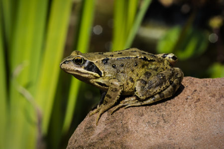 Sapo sentado em uma pedra - Metrópoles