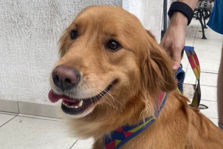 Em foto colorida cão da raça Golden Retriever - Metrópoles