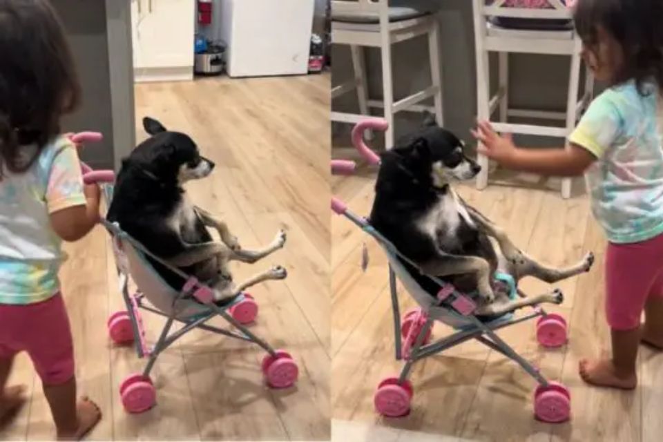 Cachorro em carrinho de bebe com uma criança brincando com ele