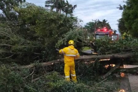 Imagem colorida de árvore caida em Criciúma (SC) devido a chuvas - Metrópoles