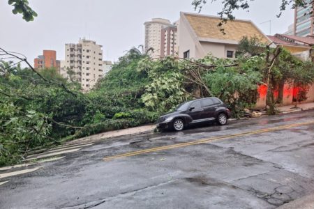 Imagem mostra carro em frente a galhos de árvore caída sobre calçada e asfalto após rajadas de vento - Metrópoles