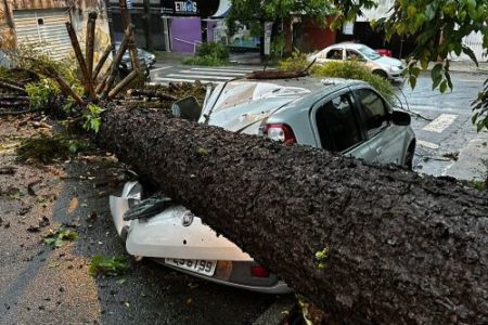 Imagem colorida mostra árvore caída em cima de carro em São Paulo - Metrópoles