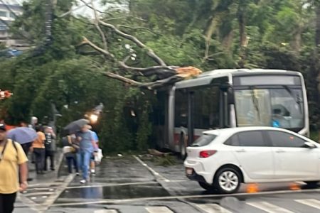 Imagem colorida mostra árvore caída após temporal em cima de ônibus na Estrada do M’Boi Mirim - Metrópoles