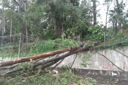 Imagem colorida mostra árvore caída na Anchieta - Metrópoles