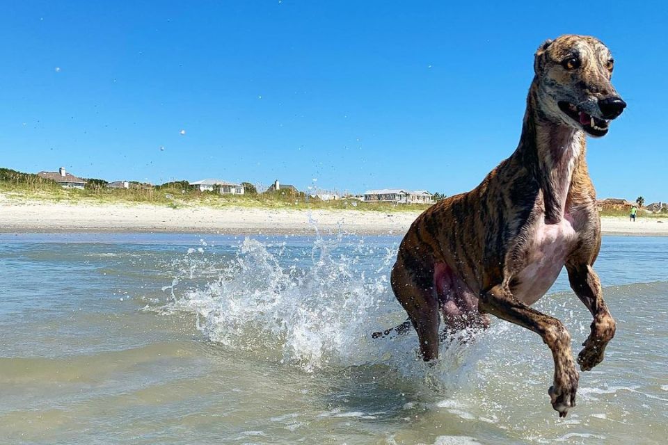 cachorro Millie da raça galgo inglês