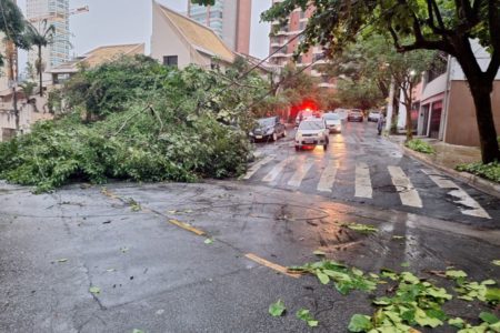 Imagem mostra árvore e poste derrubados sobre o asfalto - Metrópoles