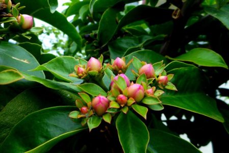 Imagem colorida mostra folhas verdes e flores em botão da planta ora-pro-nóbis - Metrópoles