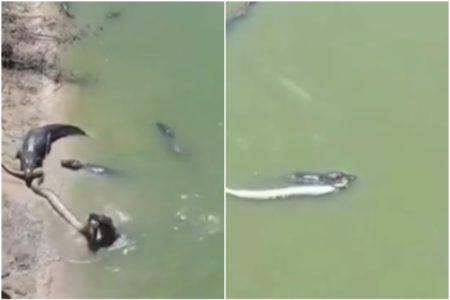 Imagem colorida mostra jacarés disputando uma sucuri às margens de um lago no Pantanal - Metrópoles