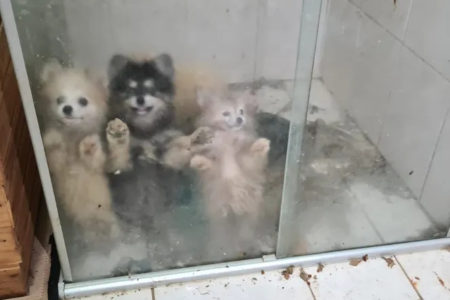 Imagem colorida de cães dentro de um box de banheiro, sujo com fezes - Metrópoles