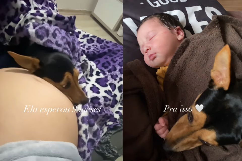 Foto colorida de uma cadela com um bebê - Metrópoles