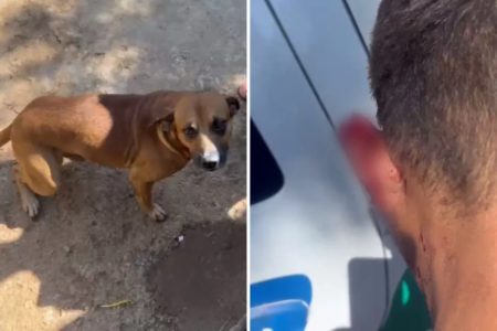 imagem colorida cachorro impede roubo goias