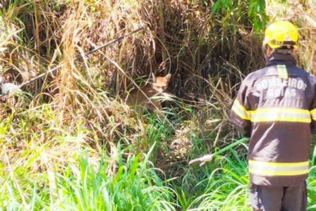 Foto colorida de resgate de uma onça parda pelos bombeiros em Goiás - Metrópoles