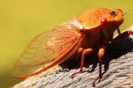 Os 7 animais mais barulhentos do mundo
