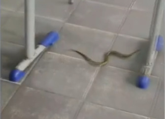 Imagem colorida de cobra rastejando em uma sala de aula - Metrópoles