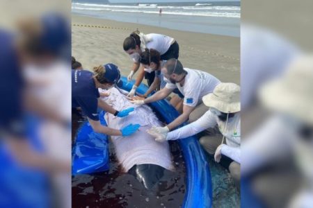 Foto de veterinários ao redor de baleia encalhada em praia - Metrópoles