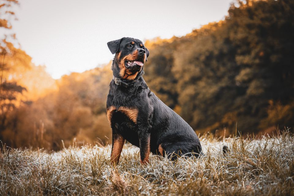 cachorro preto da raça rottweiler
