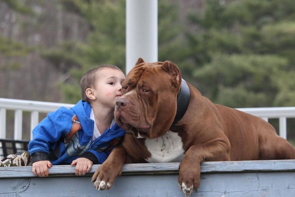 cachorro pitbull Hulk ao lado de uma criança