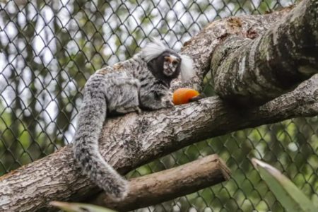 imagem colorida mostra micodo zooligoc de curitiba com picole para aliviar calor - Metrópoles