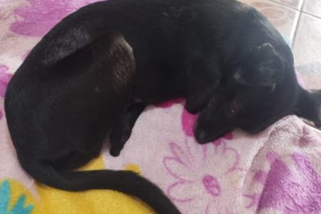 foto colorida de cachorra preta atropelada e abandonada por motorista em Rosana, interior de SP - Metrópoles