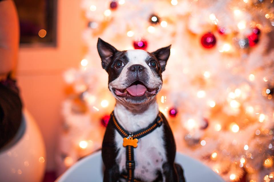 Cachorro em frente a árvore de natal - Metrópoles