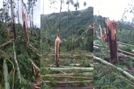 Imagem colorida mostra árvores danificadas após tornado em SC - Metrópoles