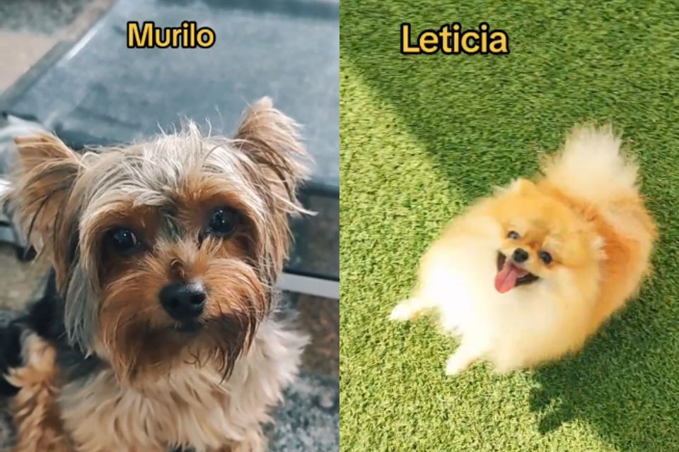 Foto colorida de dois cachorros - Metrópoles