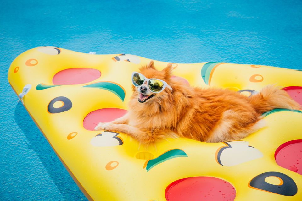 cachorro deitado em uma boia na piscina