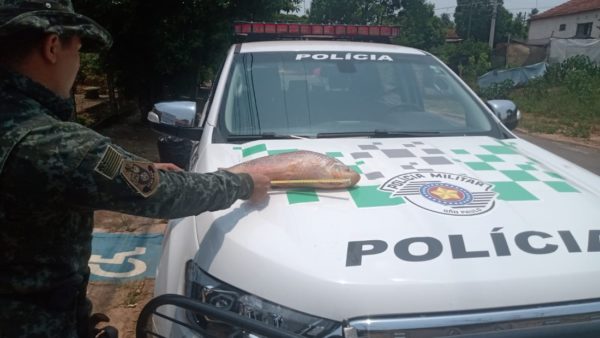 foto colorida de peixe da espécie piauçu apreendido sem documentação legal em Flórida Paulista (SP) - Metrópoles