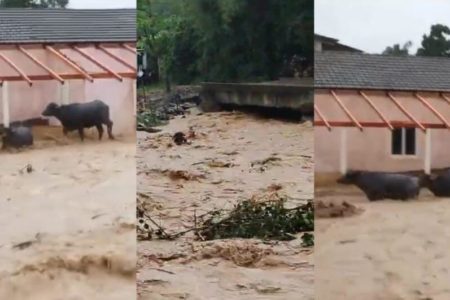 Búfalos são levados por correnteza durante fortes chuvas em Presidente Getúlio