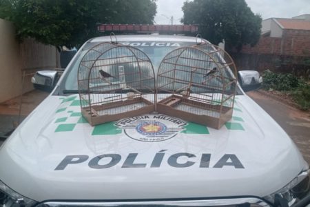 foto colorida de gaiola com aves silvestres que foram resgatadas e devolvidas à natureza em Salmourão (SP) - Metrópoles