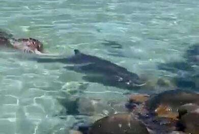 Imagem colorida de foca atacando baleia - Metrópoles