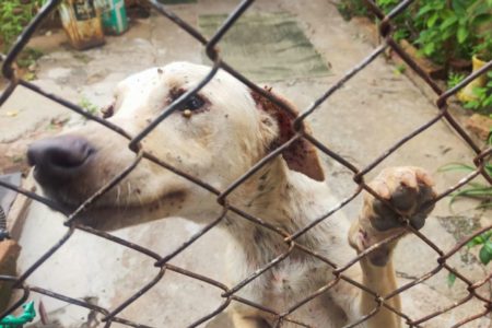 foto colorida de cadela encontrada infestada de carrapatos em casa de Presidente Prudente - Metrópoles