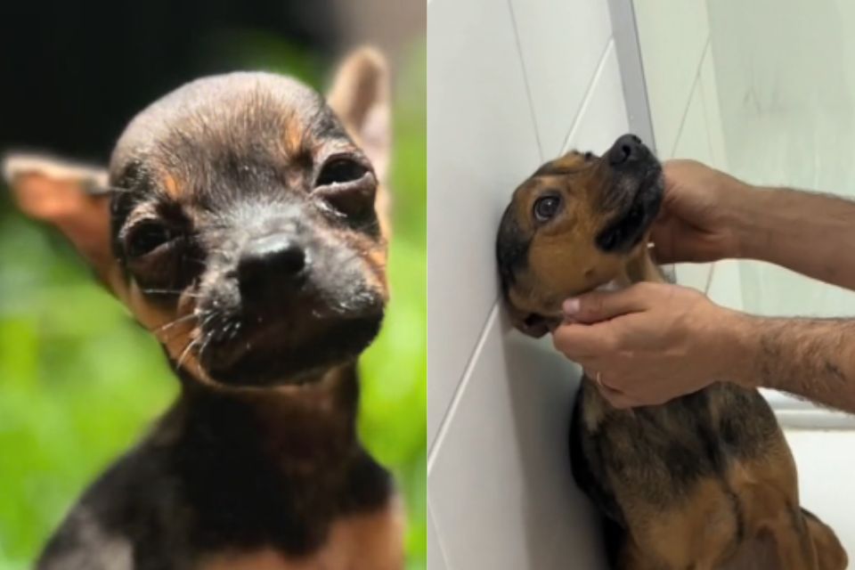 Foto colorida de um cachorro - Metrópoles